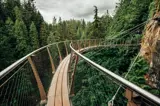 treetop suspension bridge